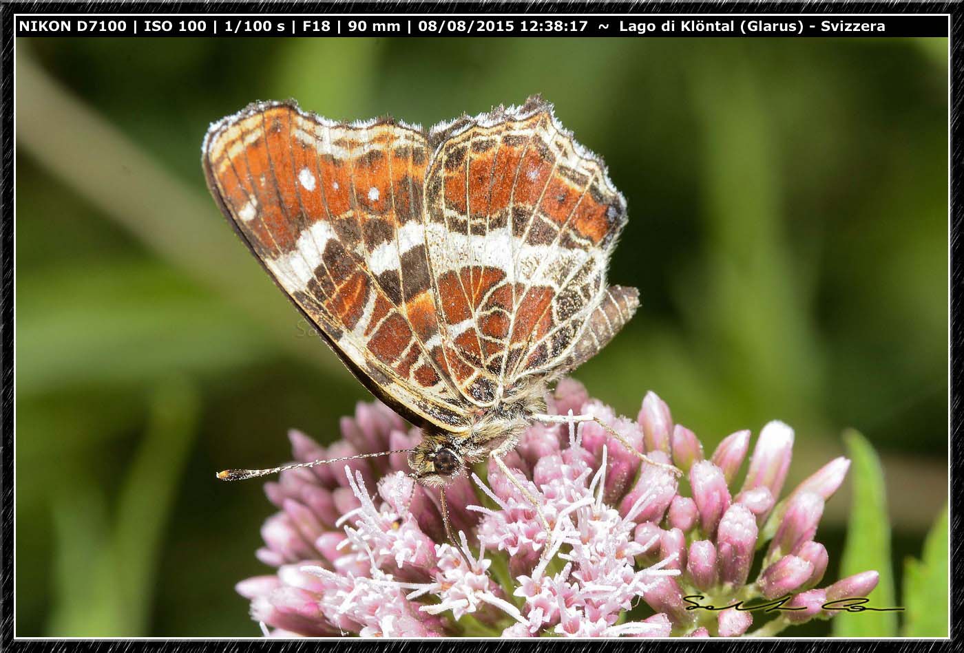 Nymphalidae da id - Araschnia levana